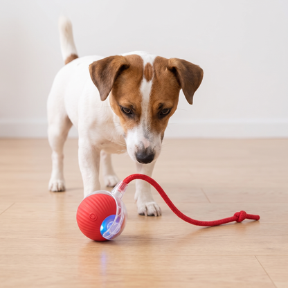 Jack Russell terrier looking at the red ChaseBall interactive dog toy ball with rope tail