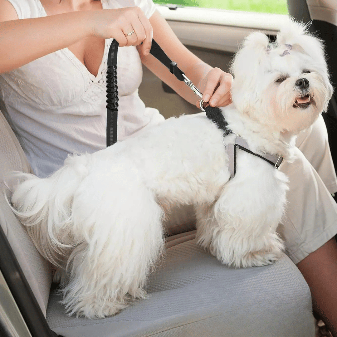 Strong Pet Car Harness for Safe Driving