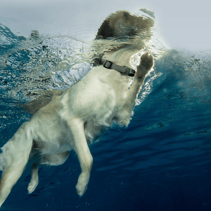 Effective Long Distance Dog Training Collar & Remote