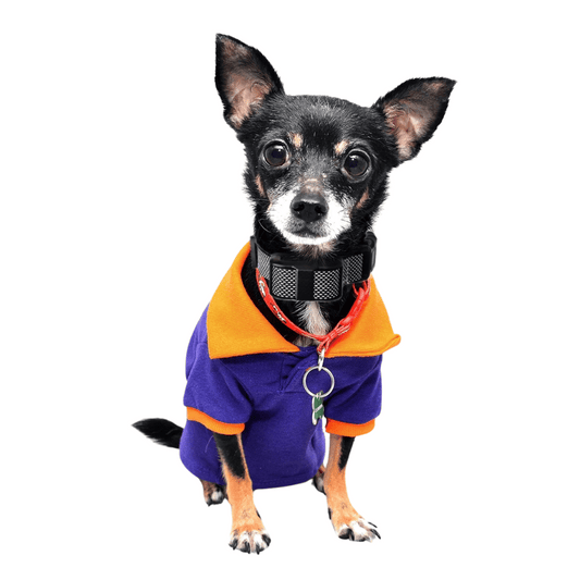 Compact Pet Training Collar with Long Range Remote - LifyPet