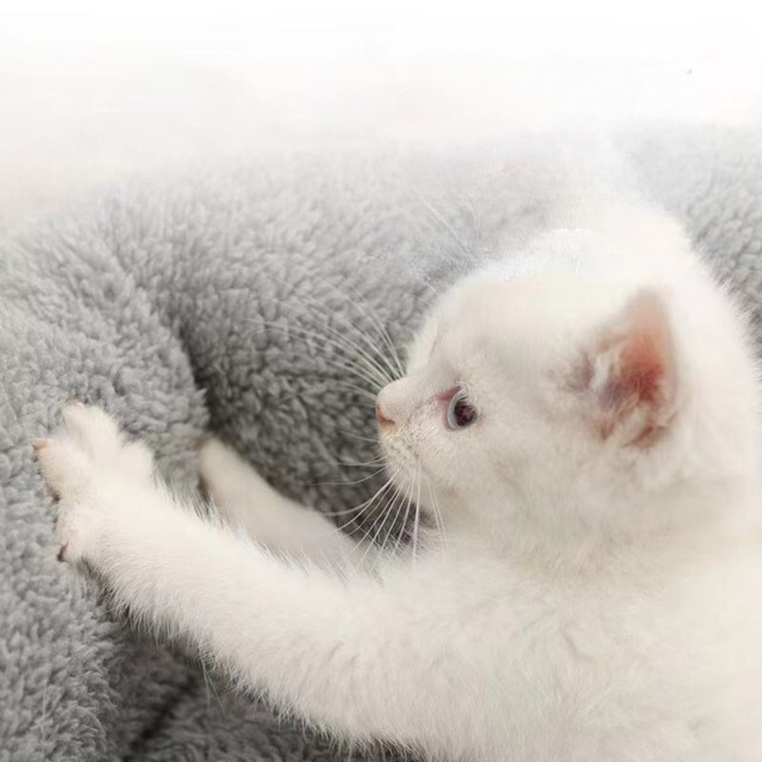 Comfy Pet Bed Pillow for Cats and Small Dogs