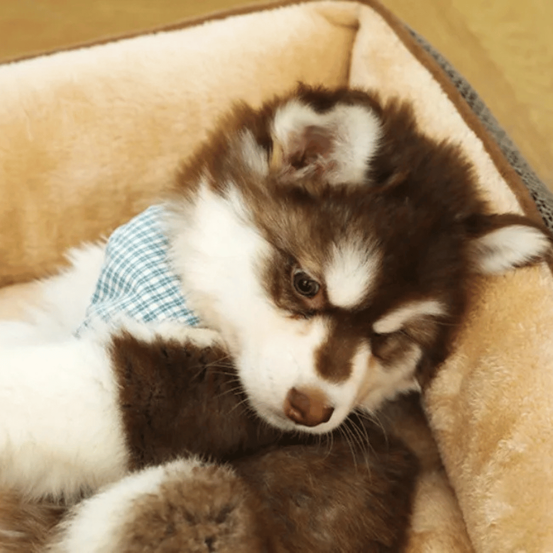 Plush Orthopedic Pet Bed for Small Pets