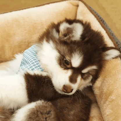 Plush Orthopedic Pet Bed for Small Pets